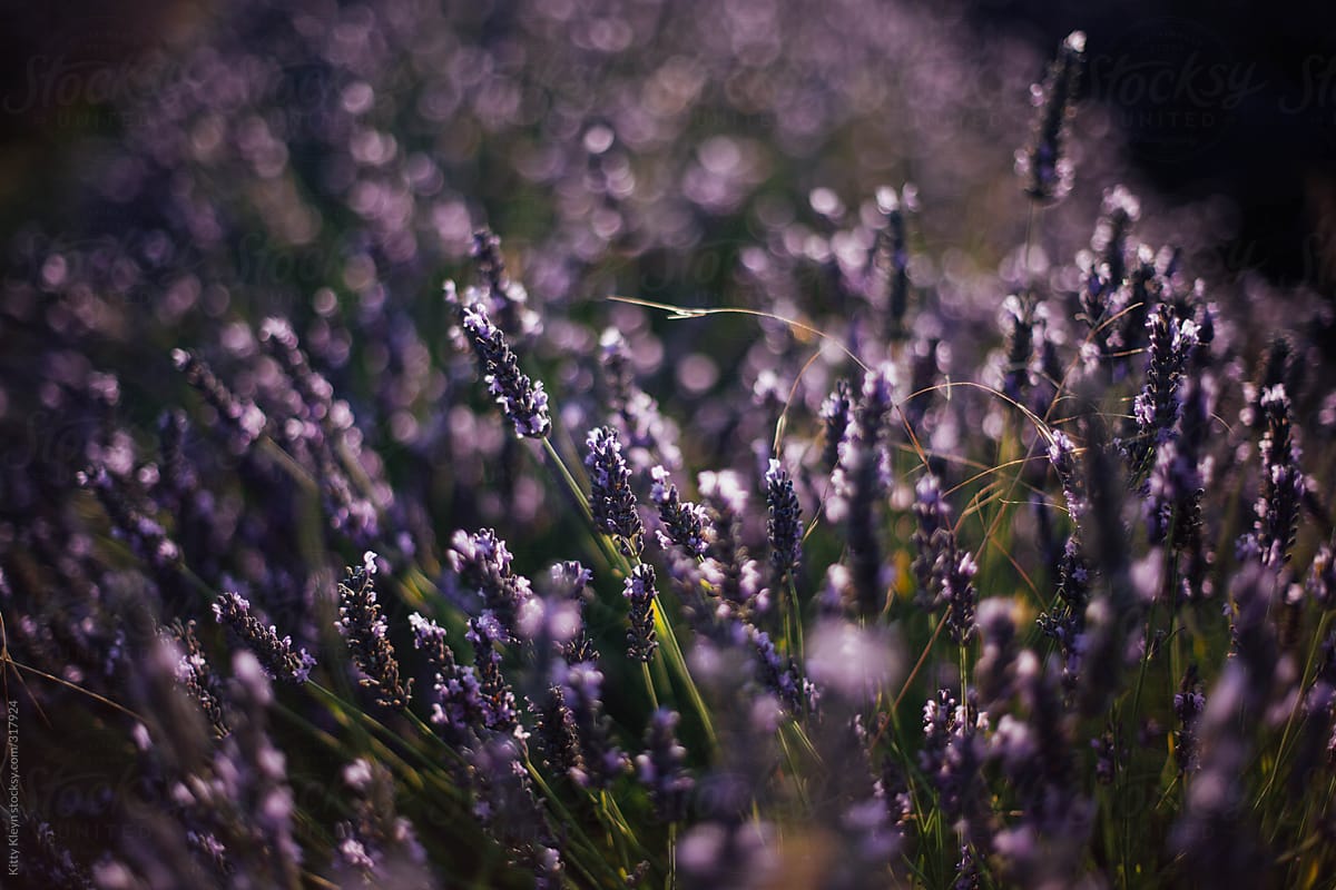 Dark lavender