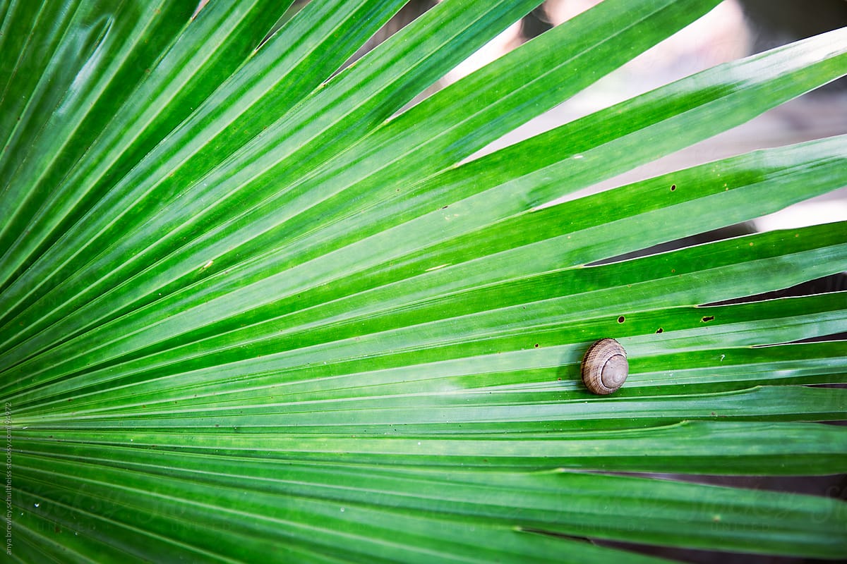 Small snail on a vibrant green leaf