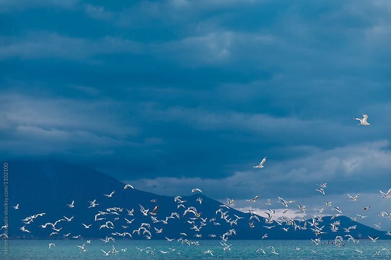 Seascape with a Flock of Birds