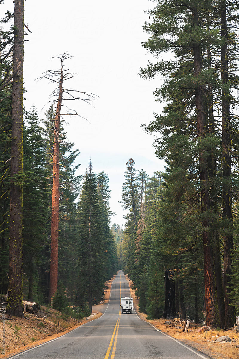 Asphalt lonely road between trees.