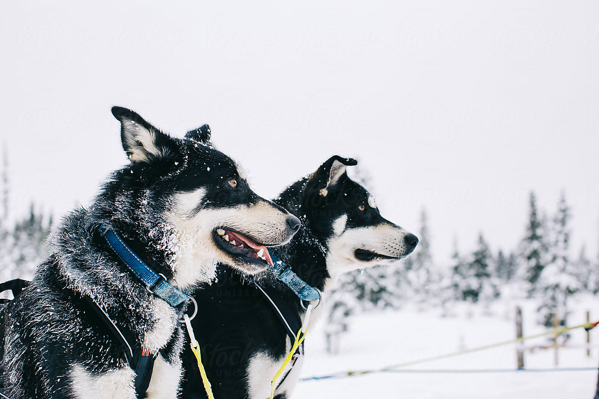 Profile Portrait of Two Huskies in Heavy Snowfall