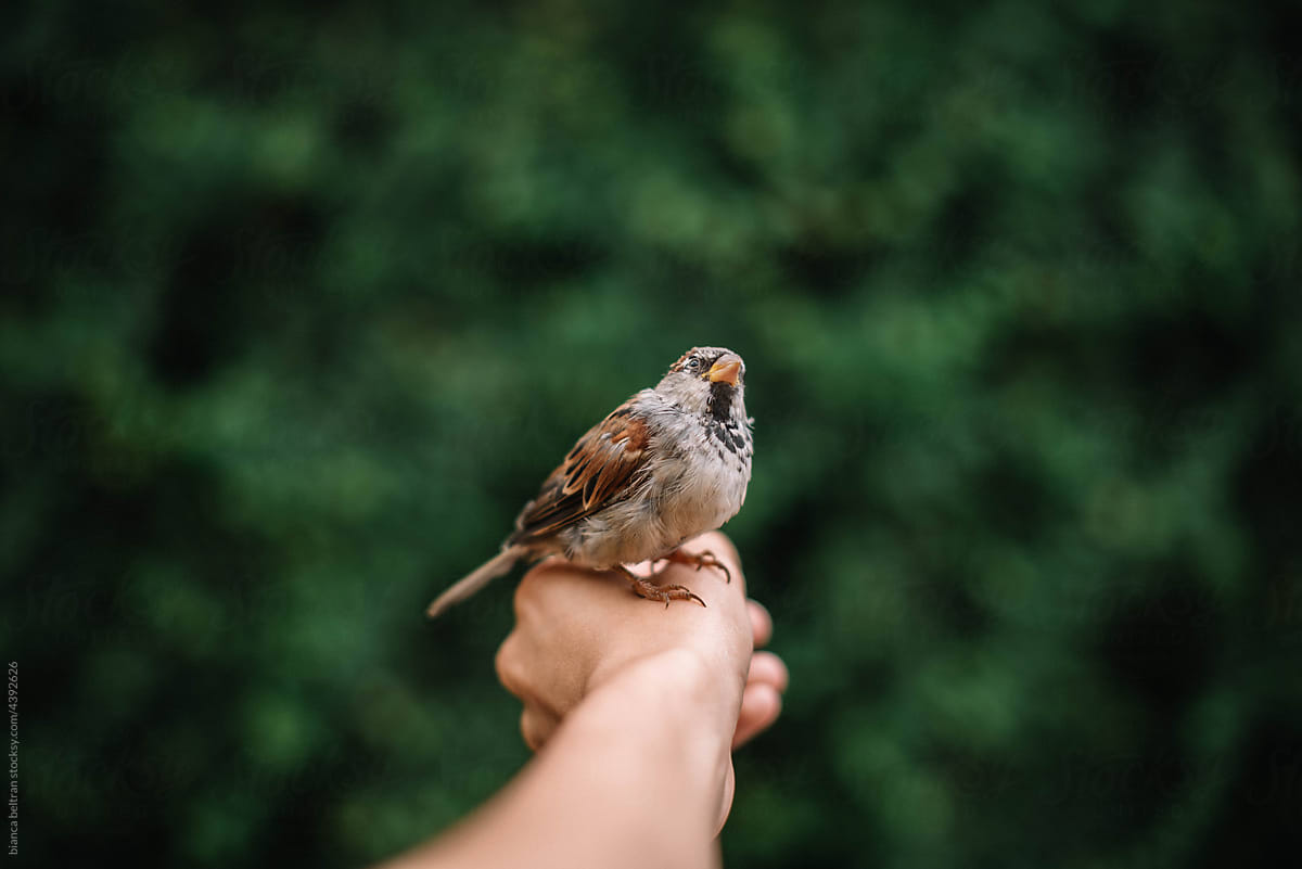 Little cute bird being friend with a human