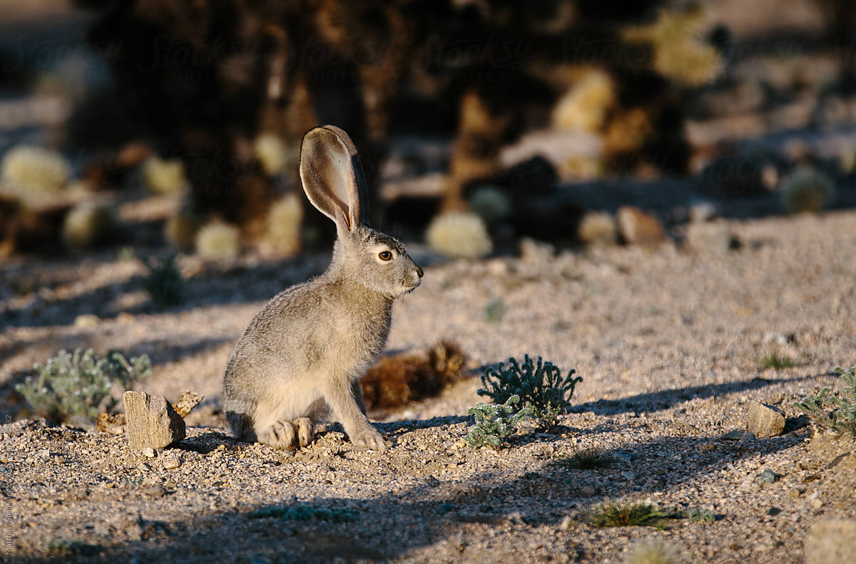 Desert rabbit among cactus with large ears adapted for hot environment