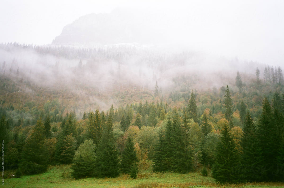 Foggy coniferous forest in highlands