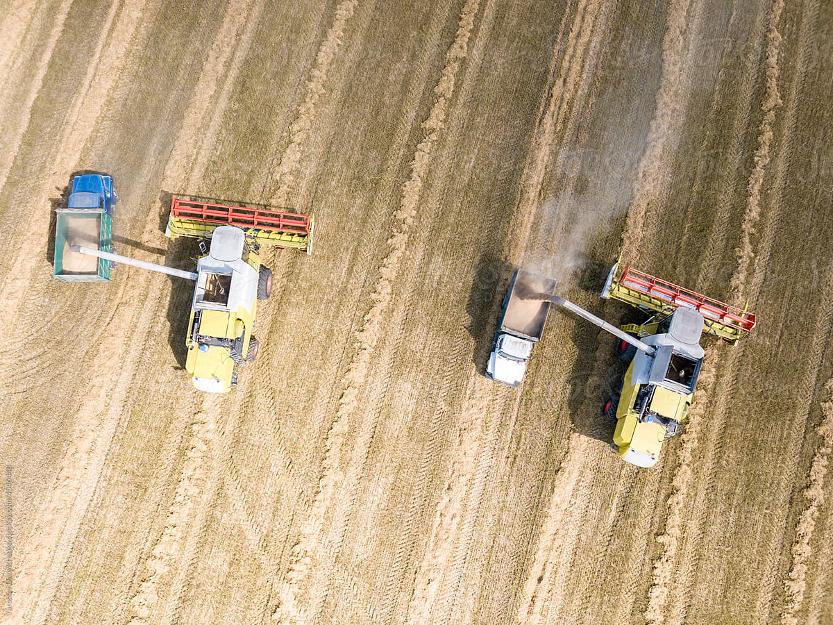 Top aerial view from drone combines and trucks with harvest of