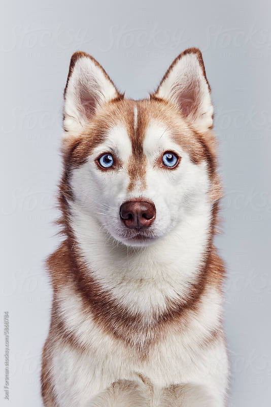 Young Klee Kai Mini Husky