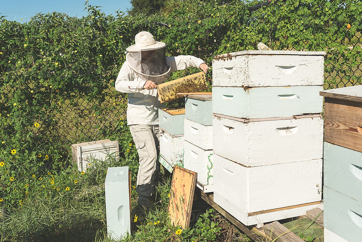A Female Beekeeper Tends To Her Bees