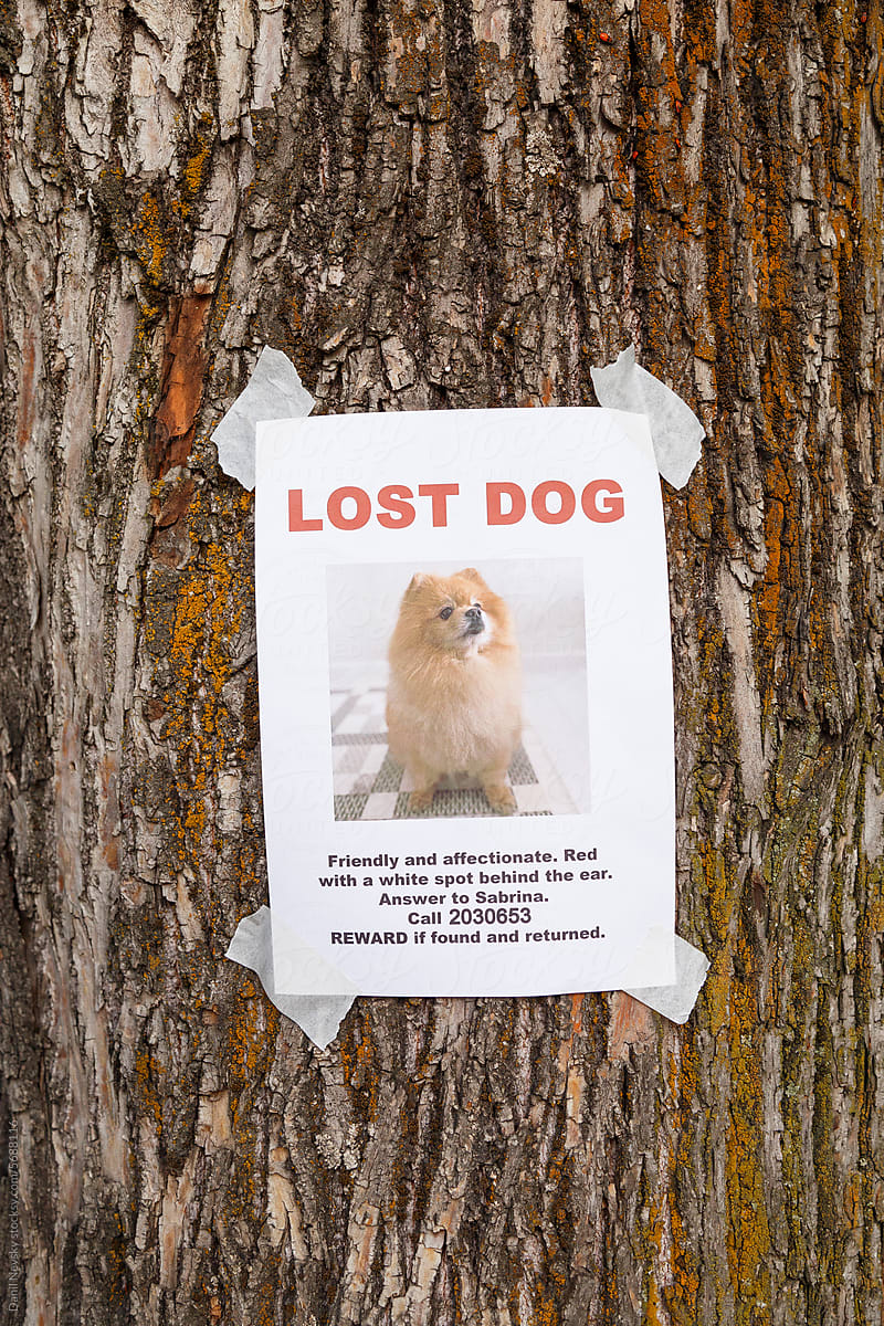 Announcement of lost dog hanging on tree trunk