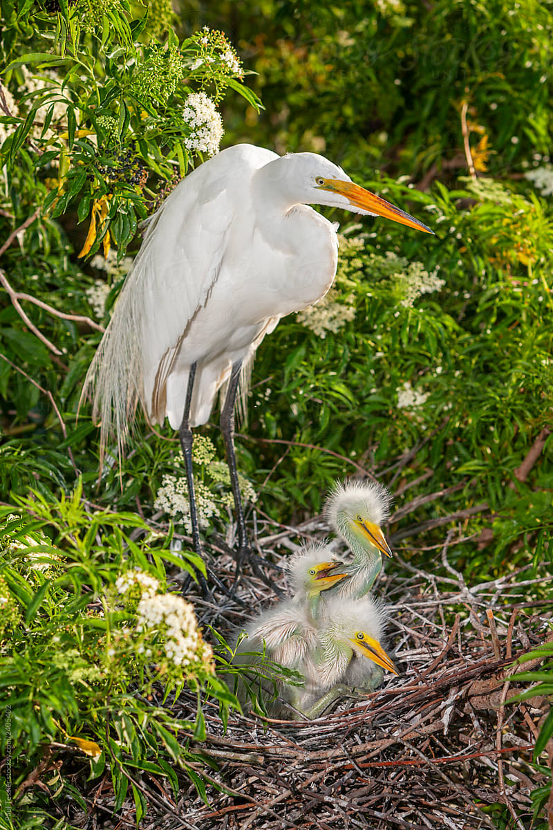 Great Egret With Chicks by Paul Tessier
