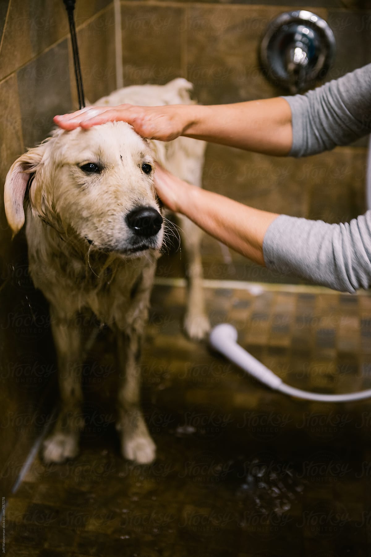Dog Getting Washed