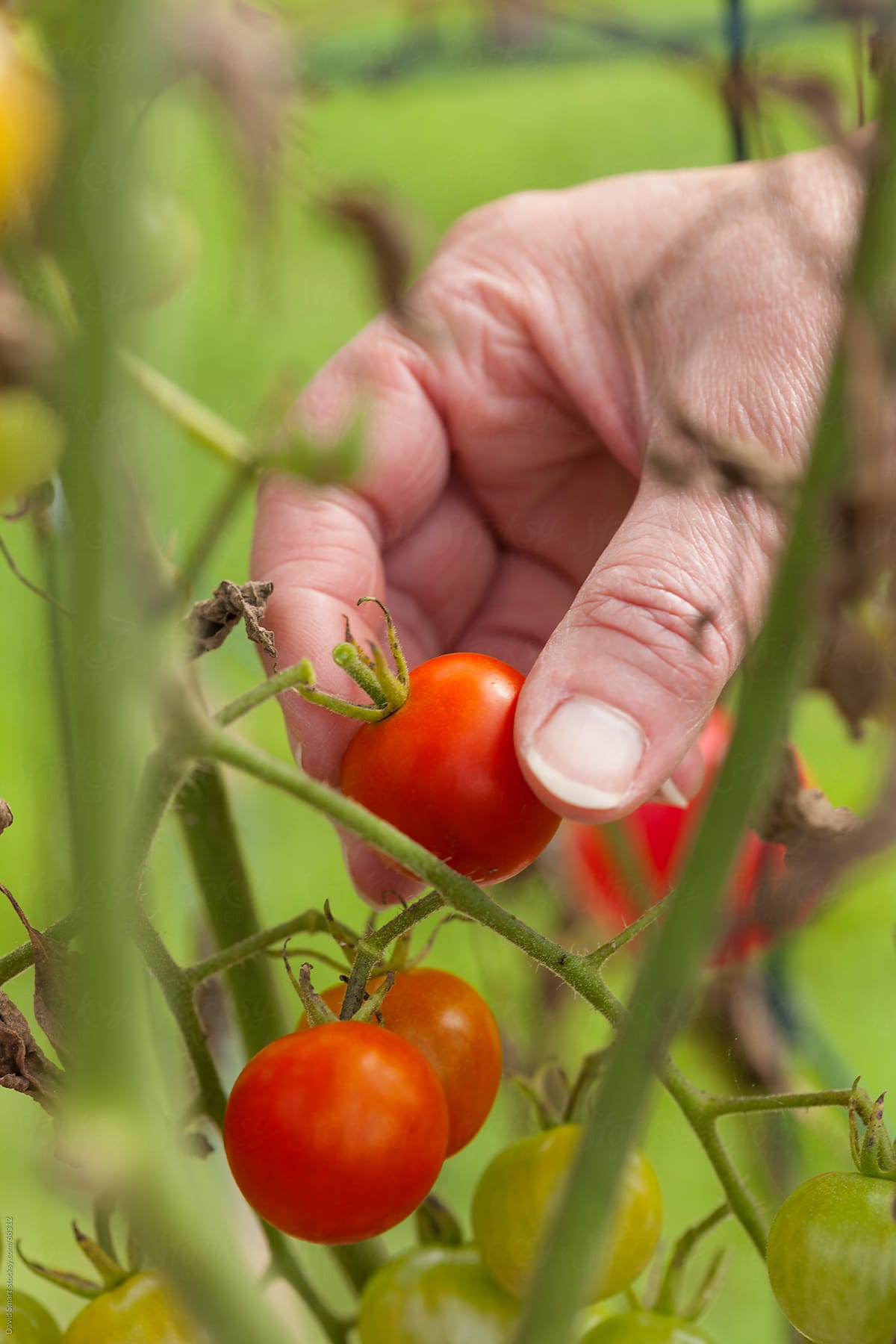 Picking cherry tomatoes from backyard garden