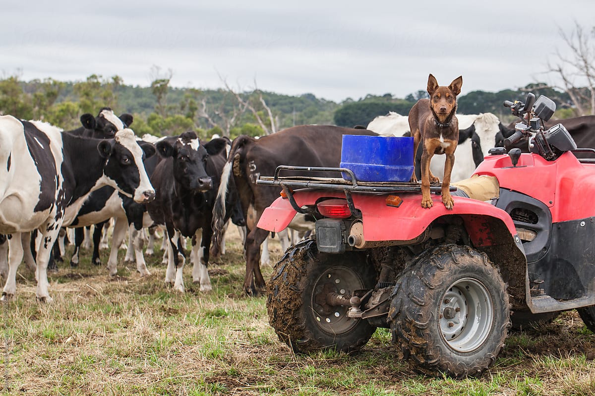 Young Australian Kelpie working on dairy farm
