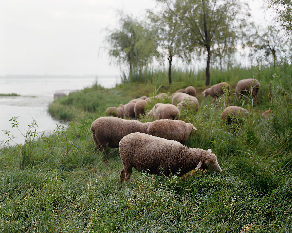 Closeup of a flock of sheep grazing by the lake