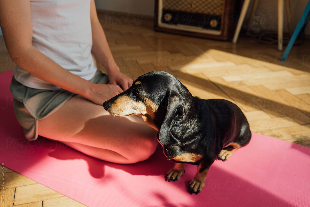 Pet dachshund sitting next to woman on yoga mat