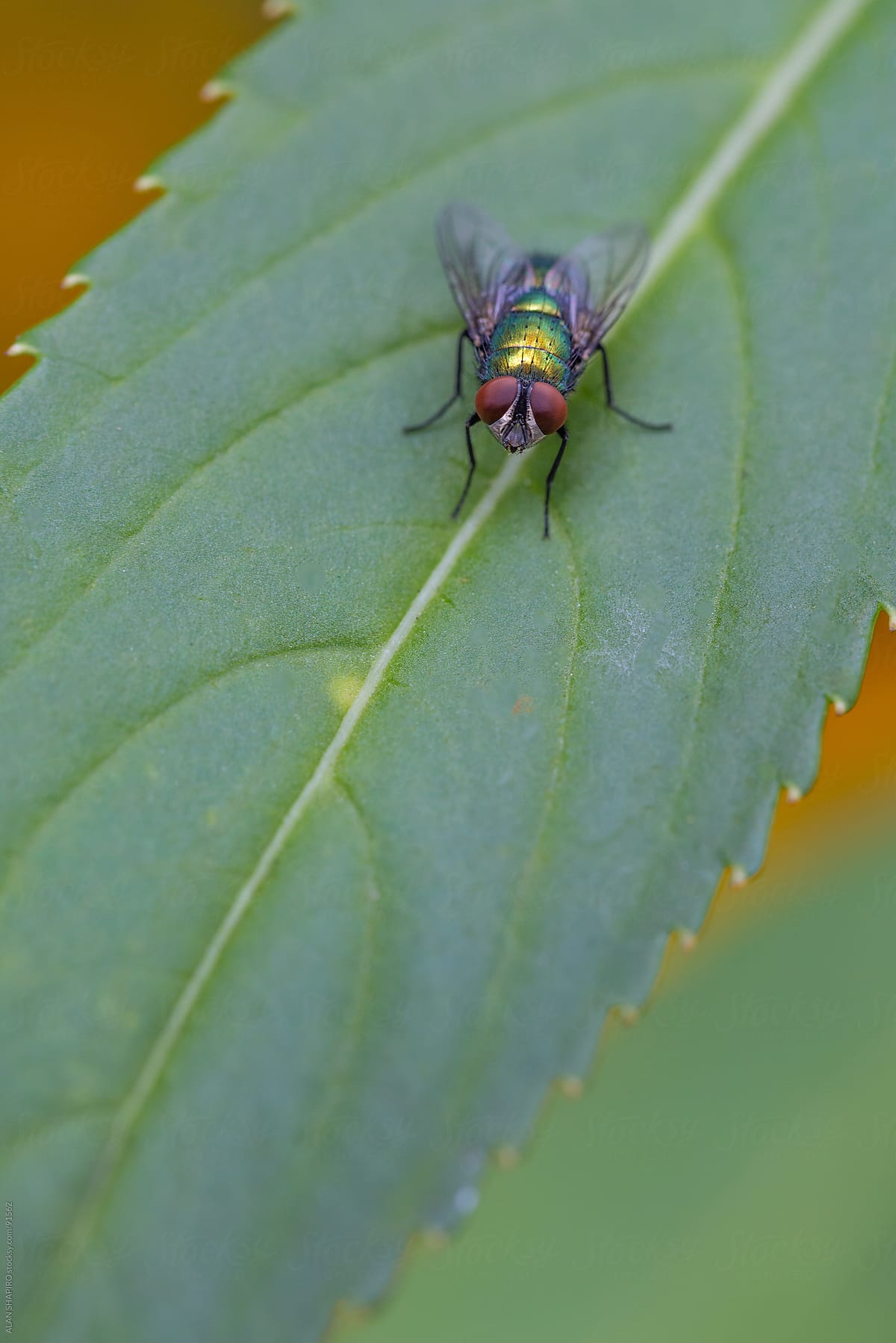 A fly on a leaf