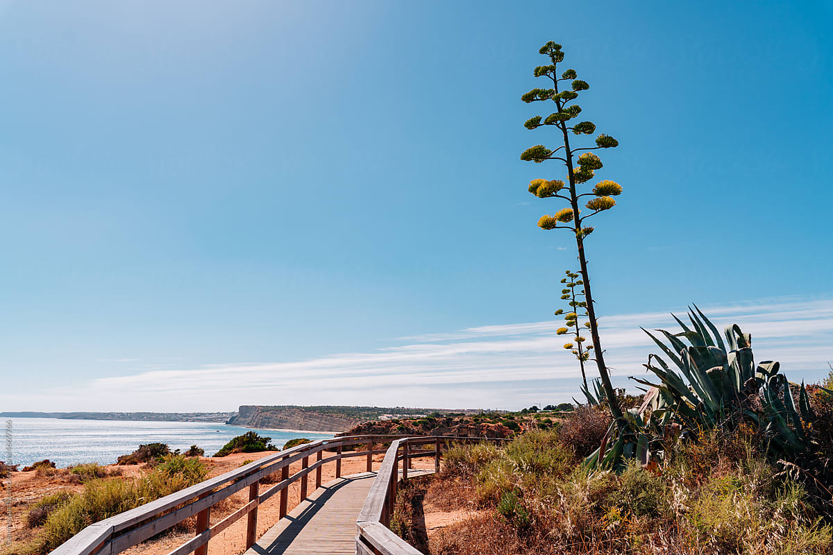 Lighthouse and Agave in Algarve, famous places.