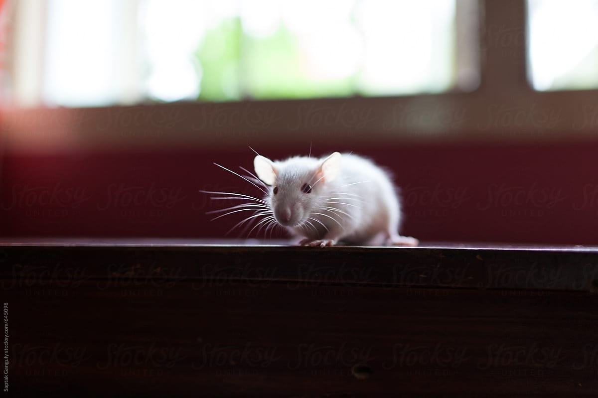 A white baby mouse sitting on a table