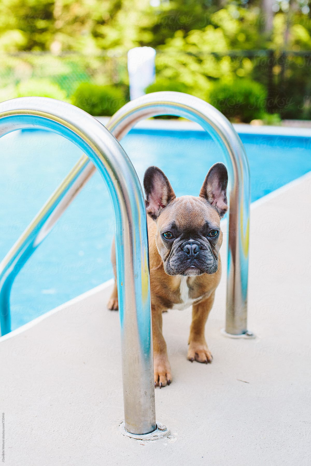 A blue fawn french bulldog hanging out by the pool.