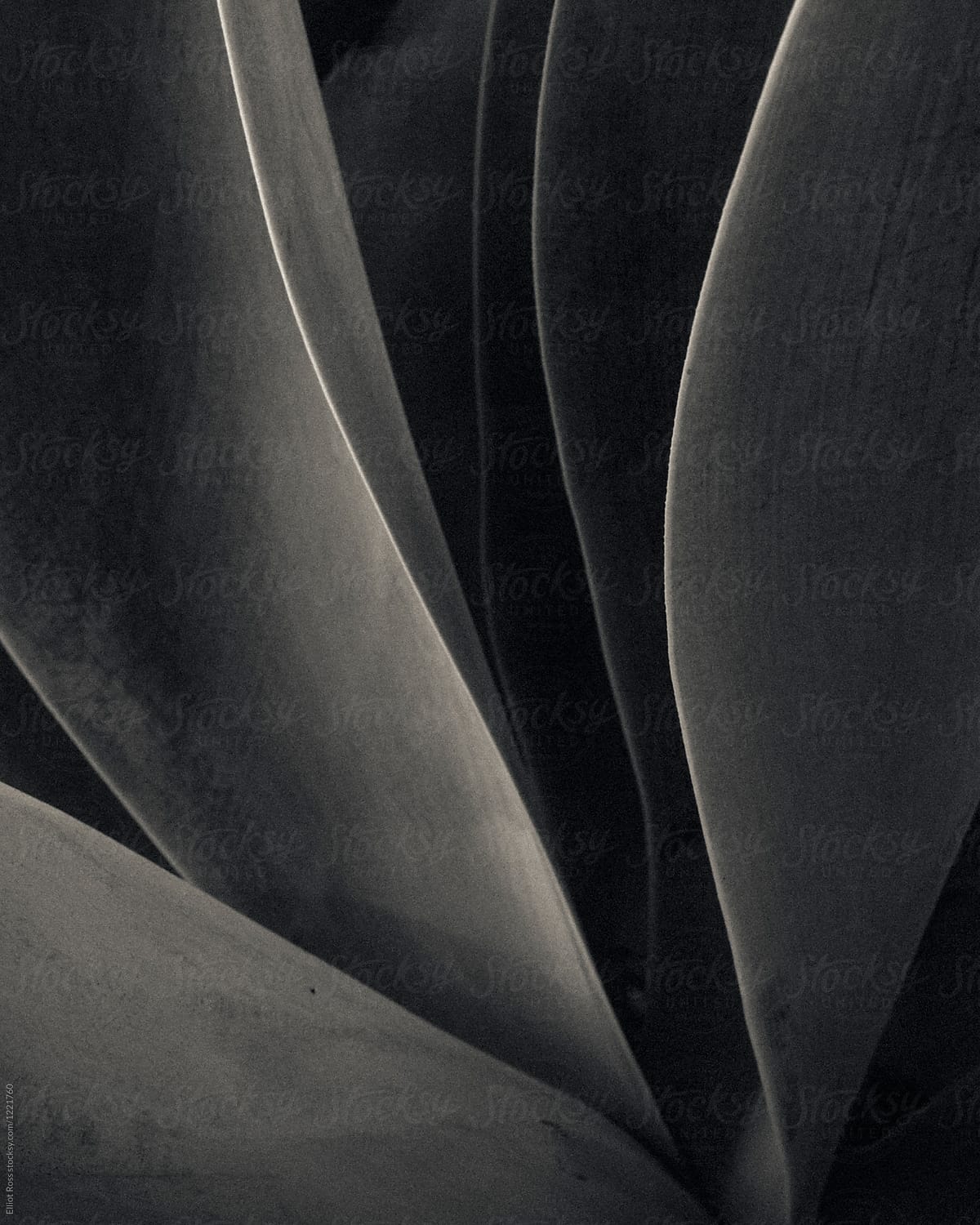 A Succulent Plant in Classic Black and White