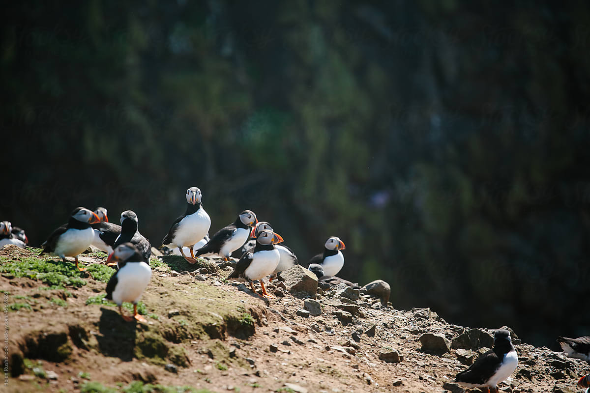 Puffins on the island of Skomer off the coast of Wset Wales