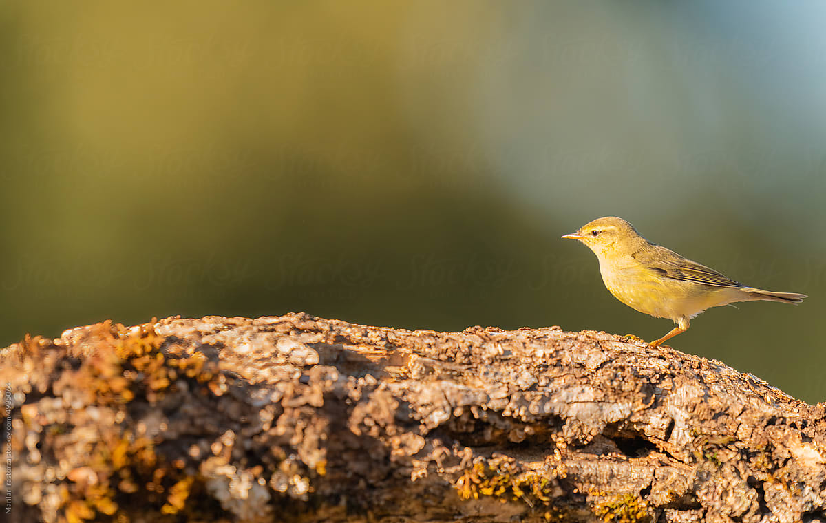 Willow Warbler On A Tree Trunk