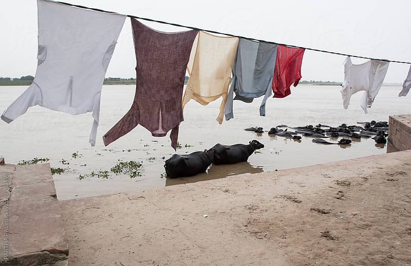 Cloths are drying at the bank of River Ganga,Varanasi,India