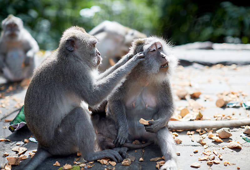 Cute monkeys, serious in pro-gaming prostitutes in Bali