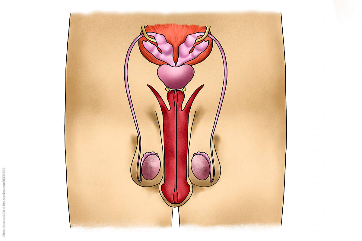 Male reproductive system illustration on a body