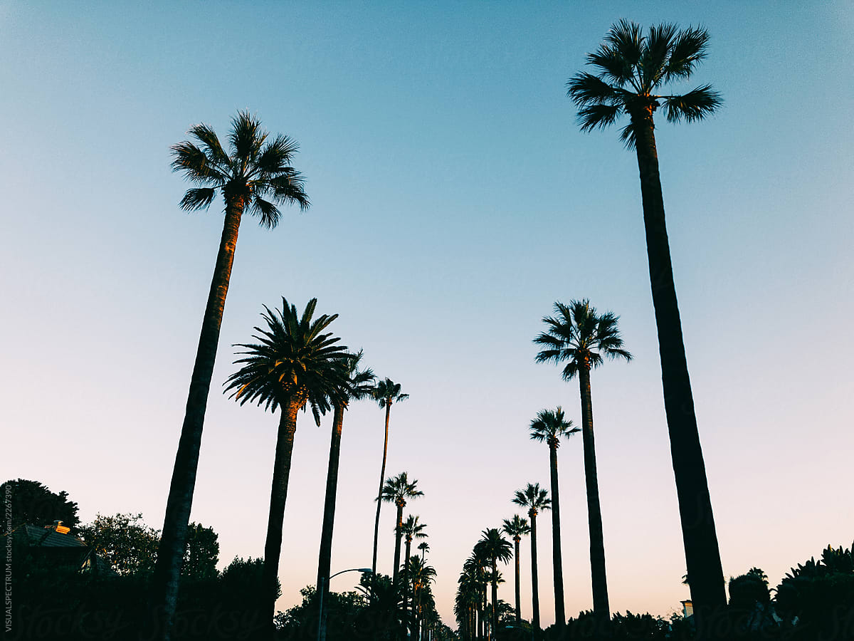 Los Angeles Palm Trees in Warm Evening Light