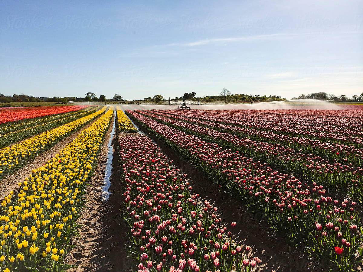 Irrigation system in a field of tulips.