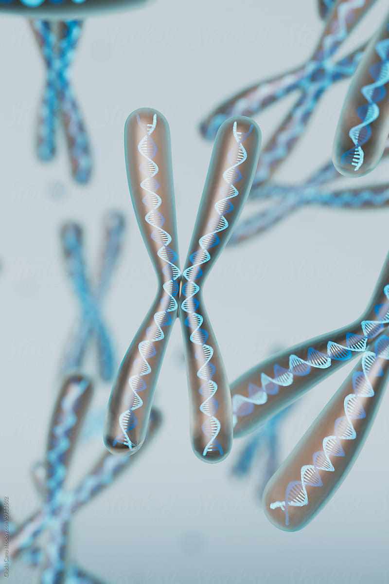 High-Resolution 3D Model of Human Chromosomes