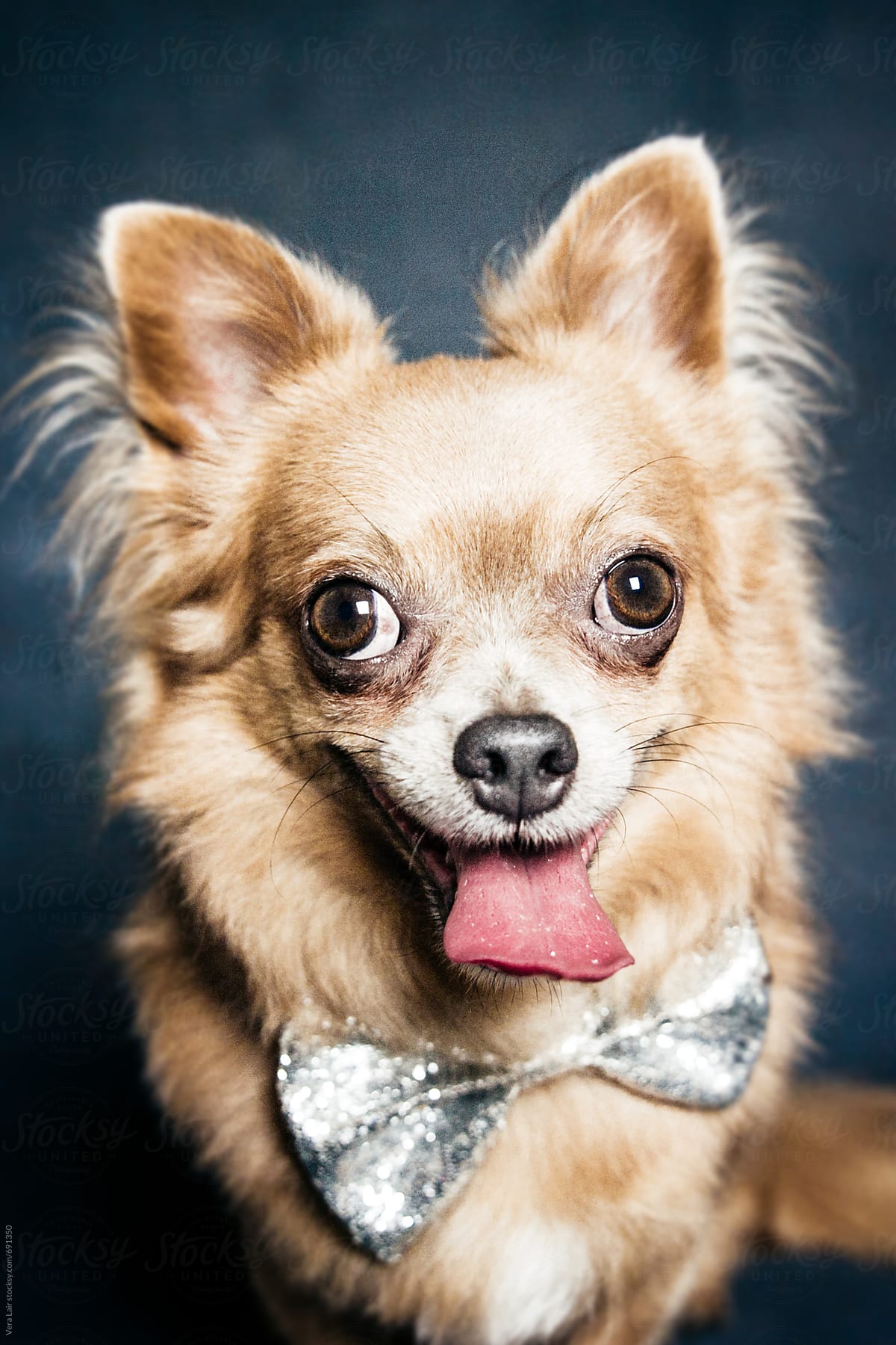 Portrait of a happy tiny dog