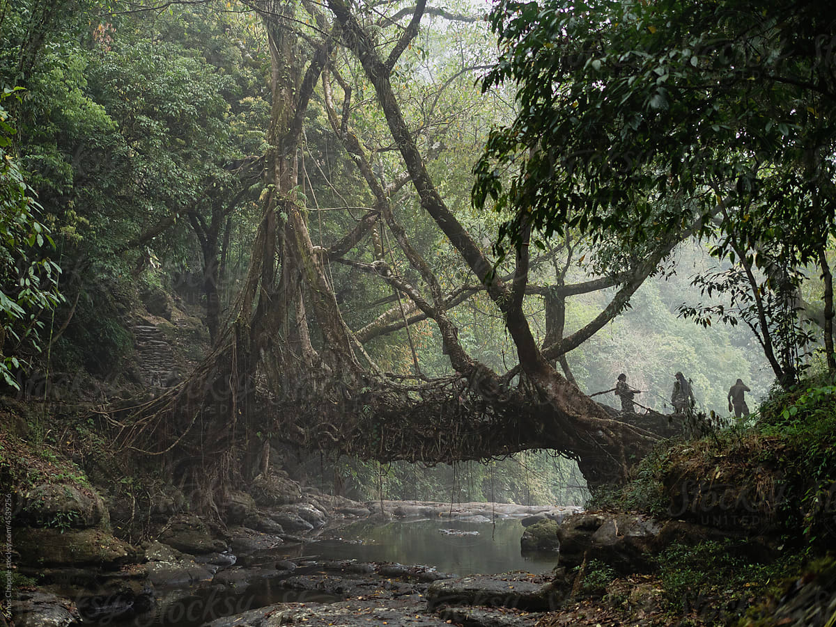 A tree root bridge in India\'s Meghalaya region