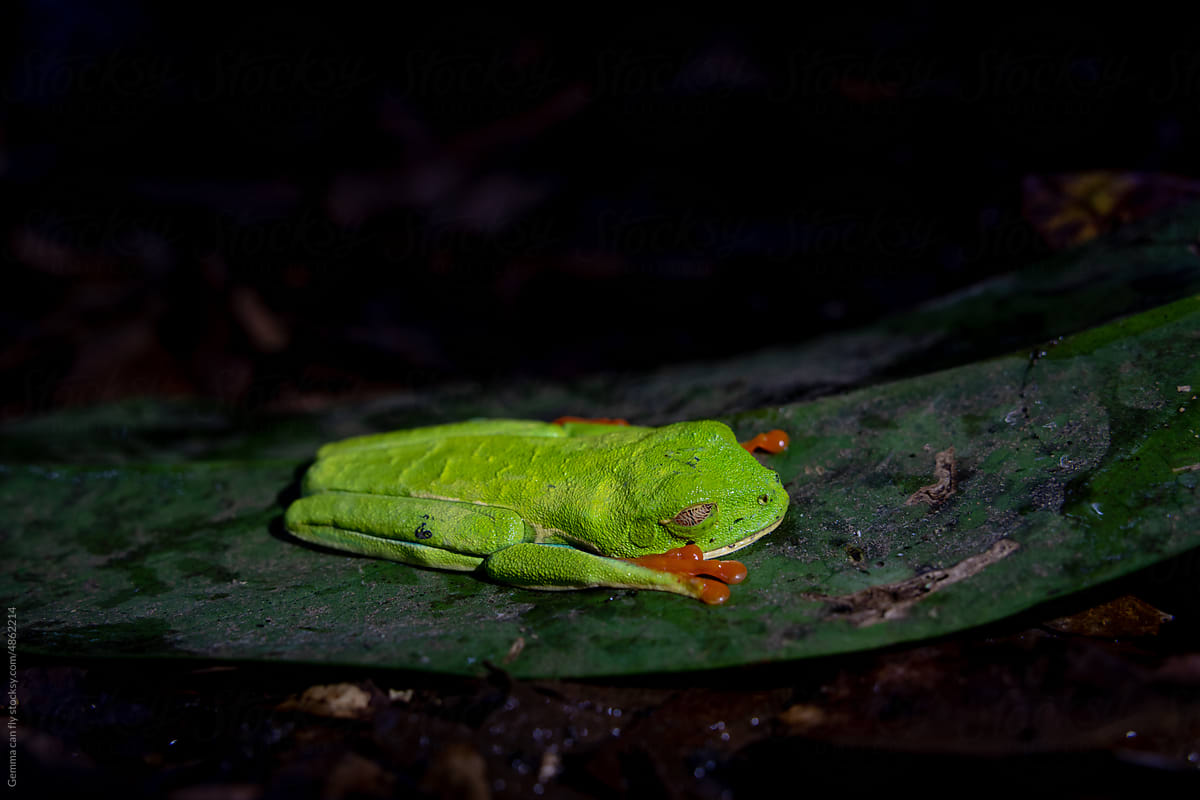 Red-eyed tree frog in Sarapiqui, Costa Rica