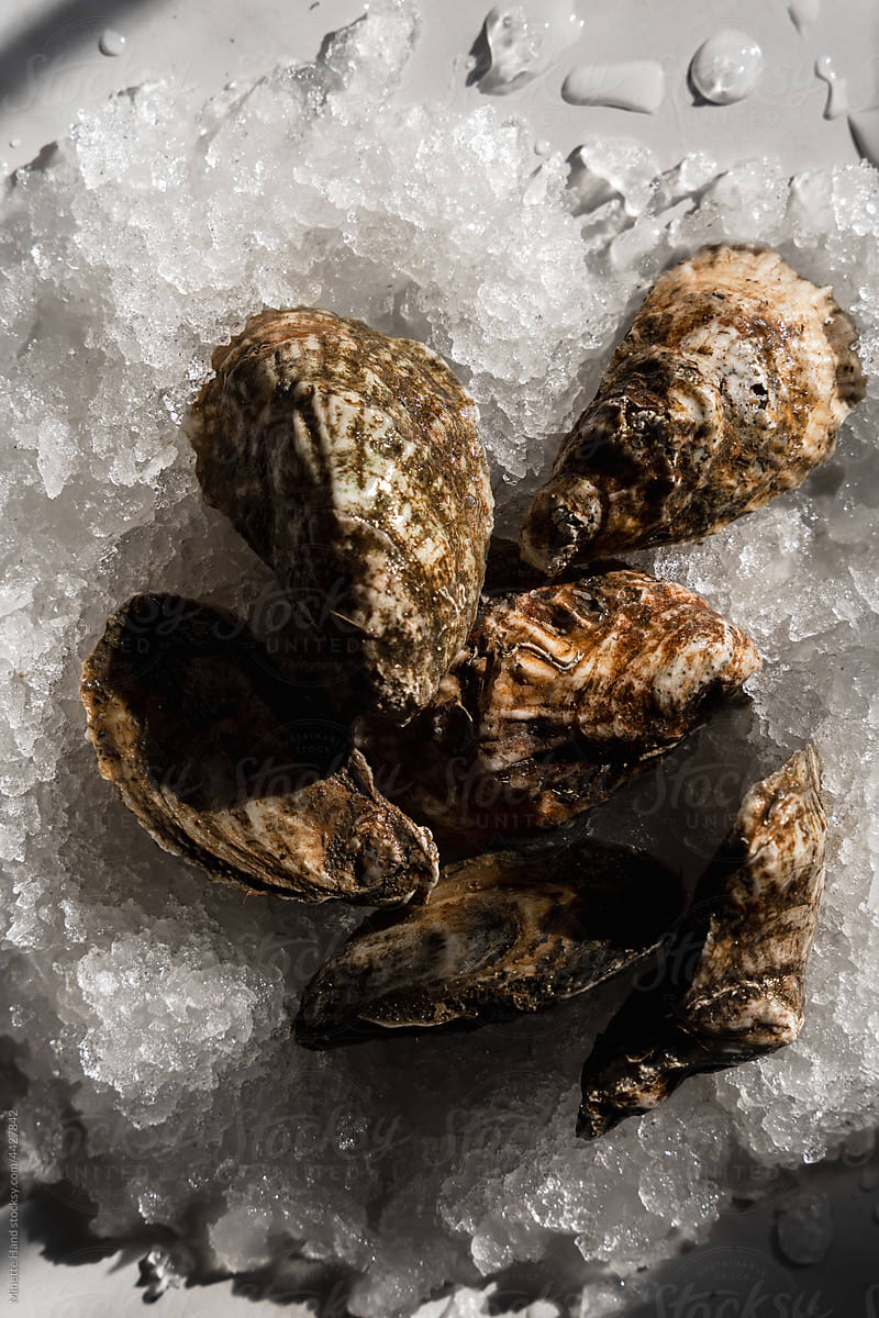 Oysters in Direct light
