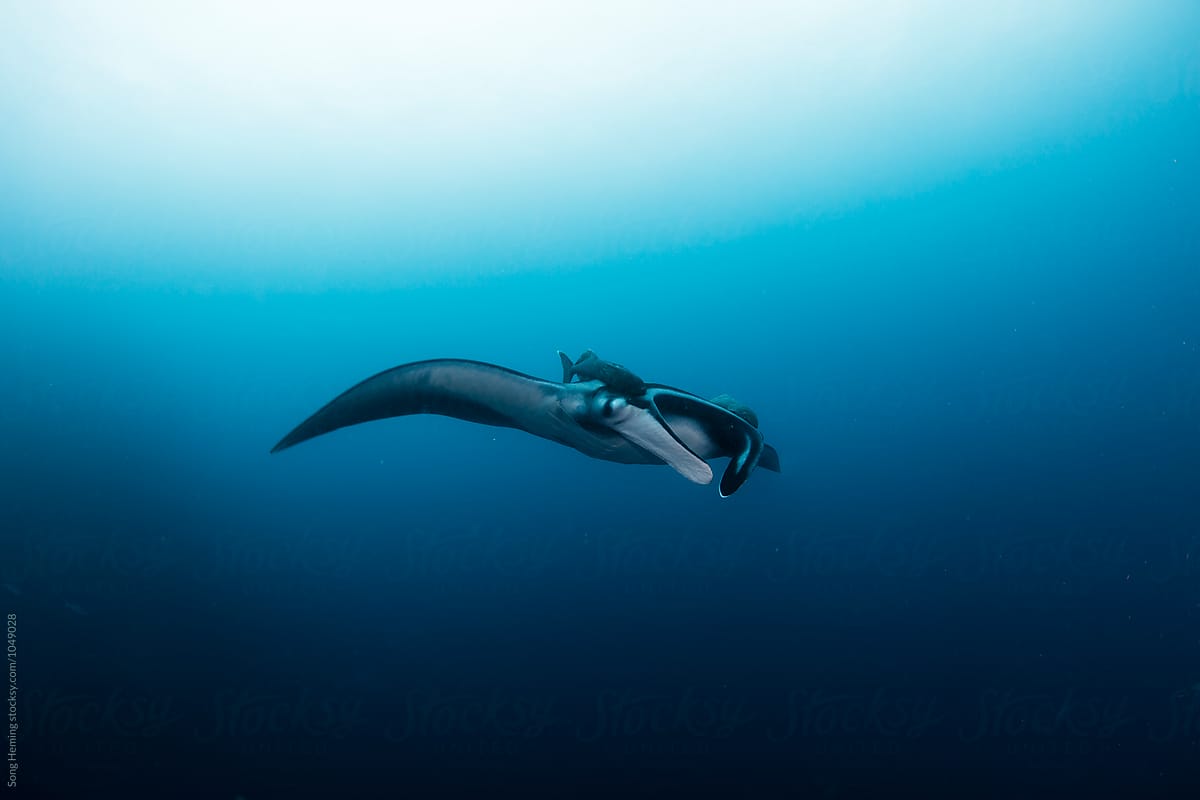 A Manta Ray Swimming With Two Remora Fishes In The Blue Water Of The Ocean By Song Heming Stocksy United