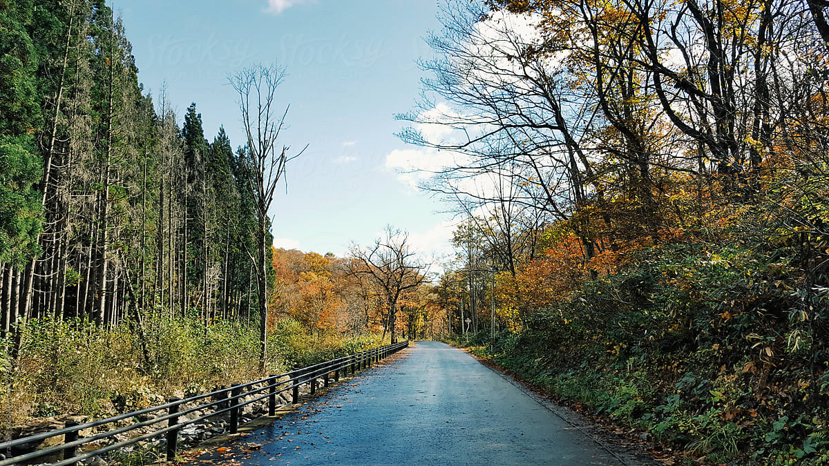 road way in fall season