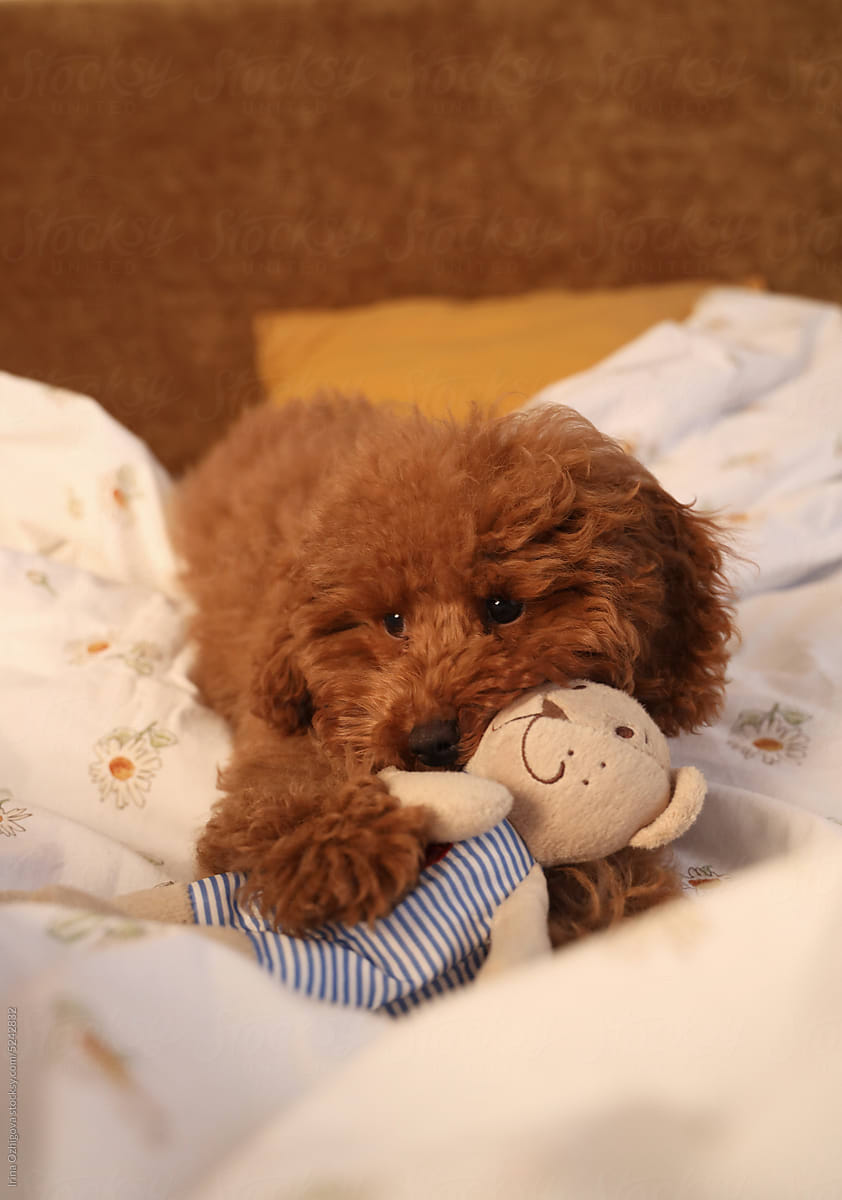 Cute little puppy in a bed
