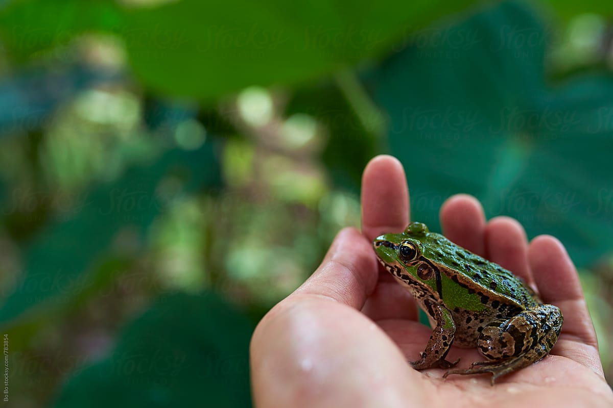 green frog in hand