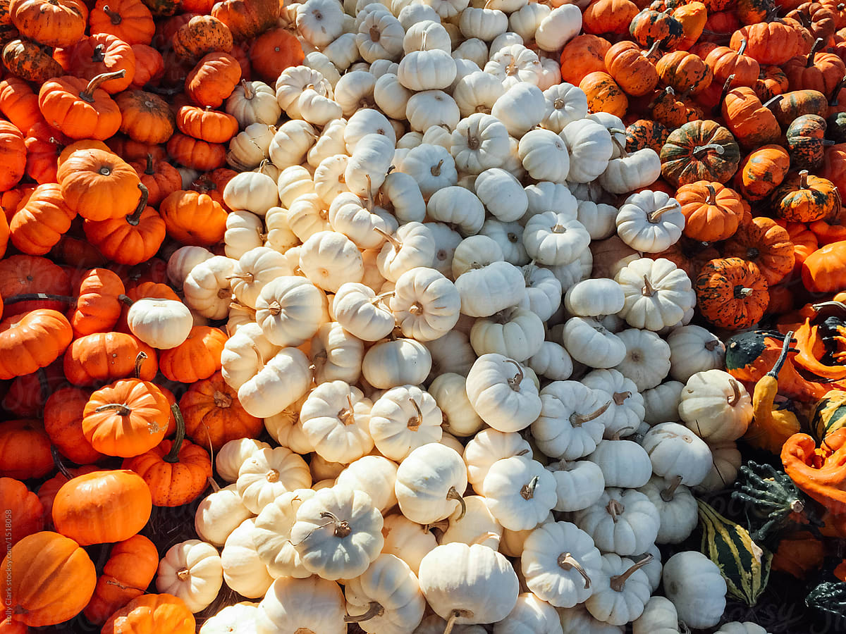 Large piles of of decorative orange and white baby pumpkins in a row