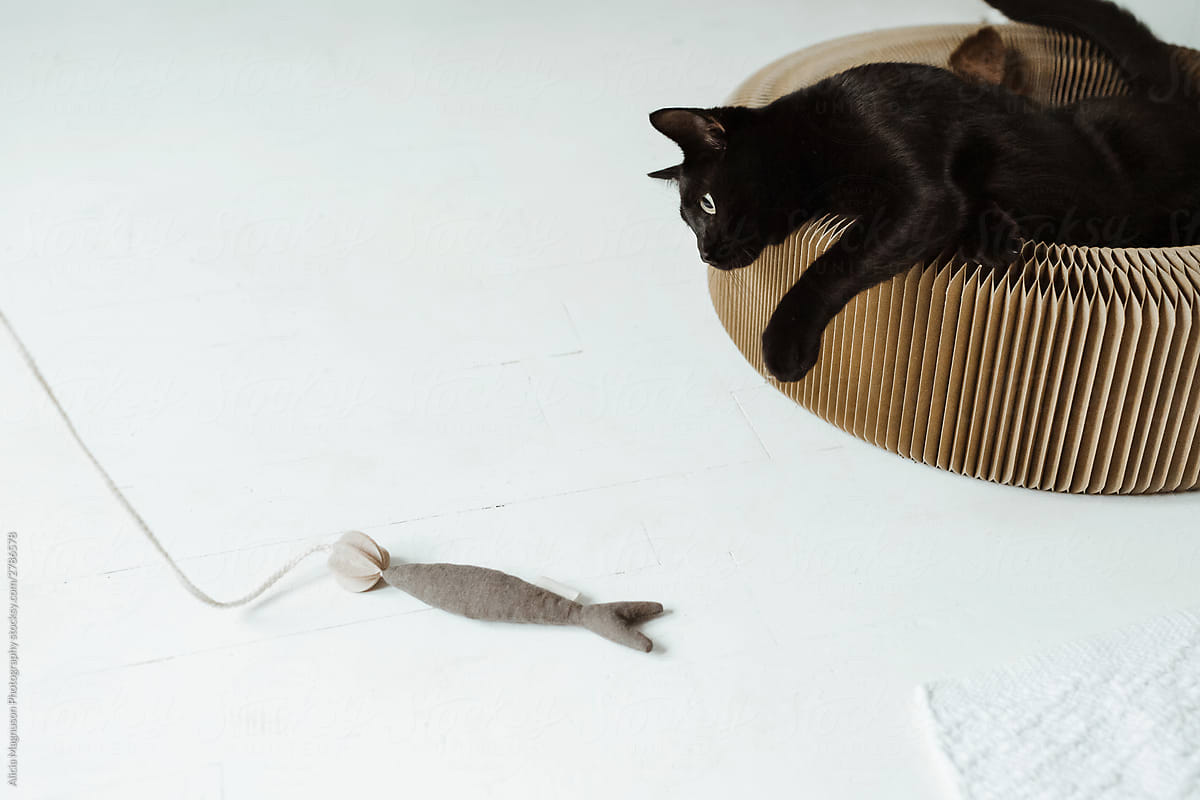 Black Cat Playing with Cat Toy