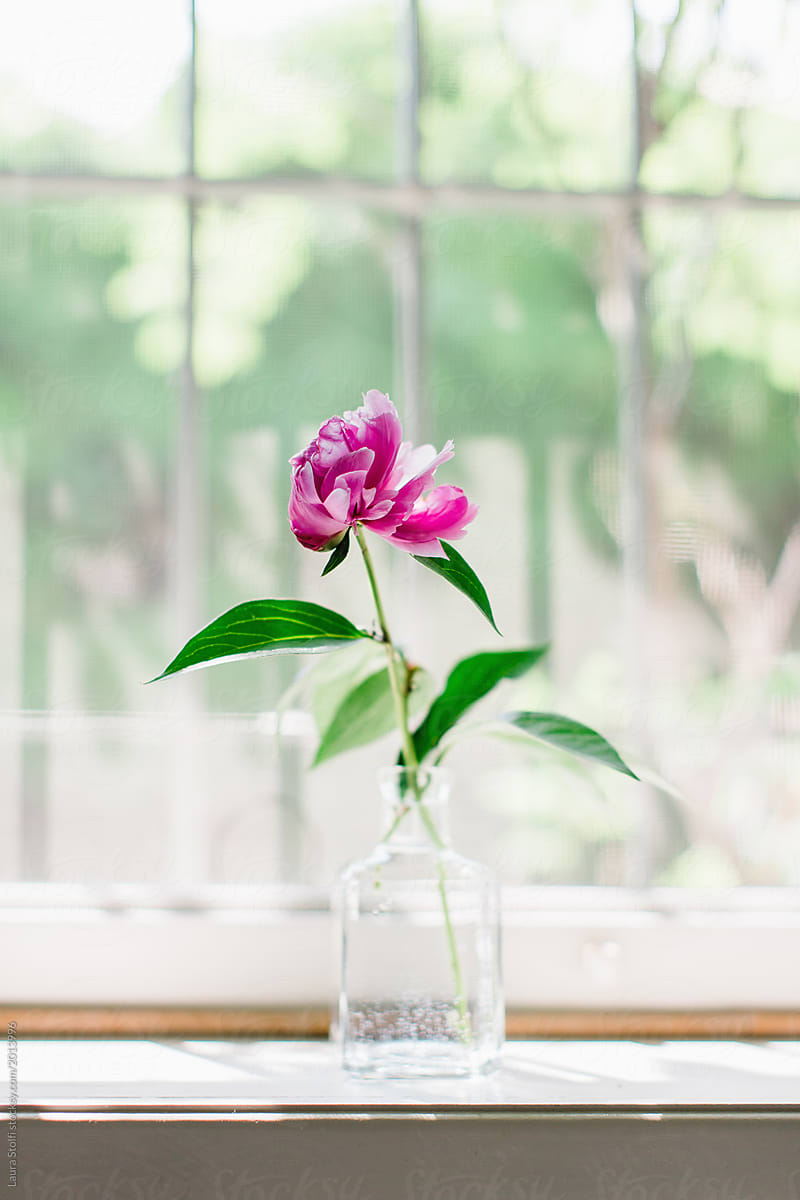 A single peony in bloom in bottle on windowsill