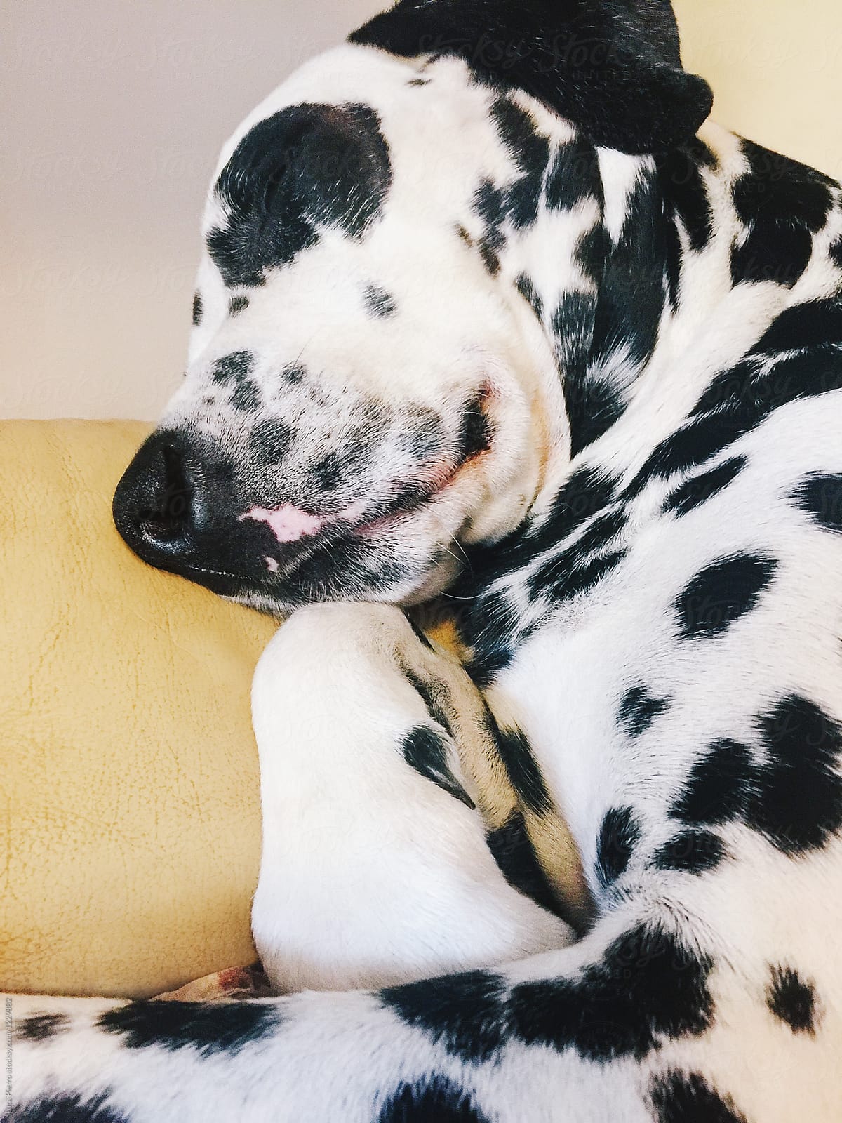 Cute dalmatian dog sleeping on an old sofa