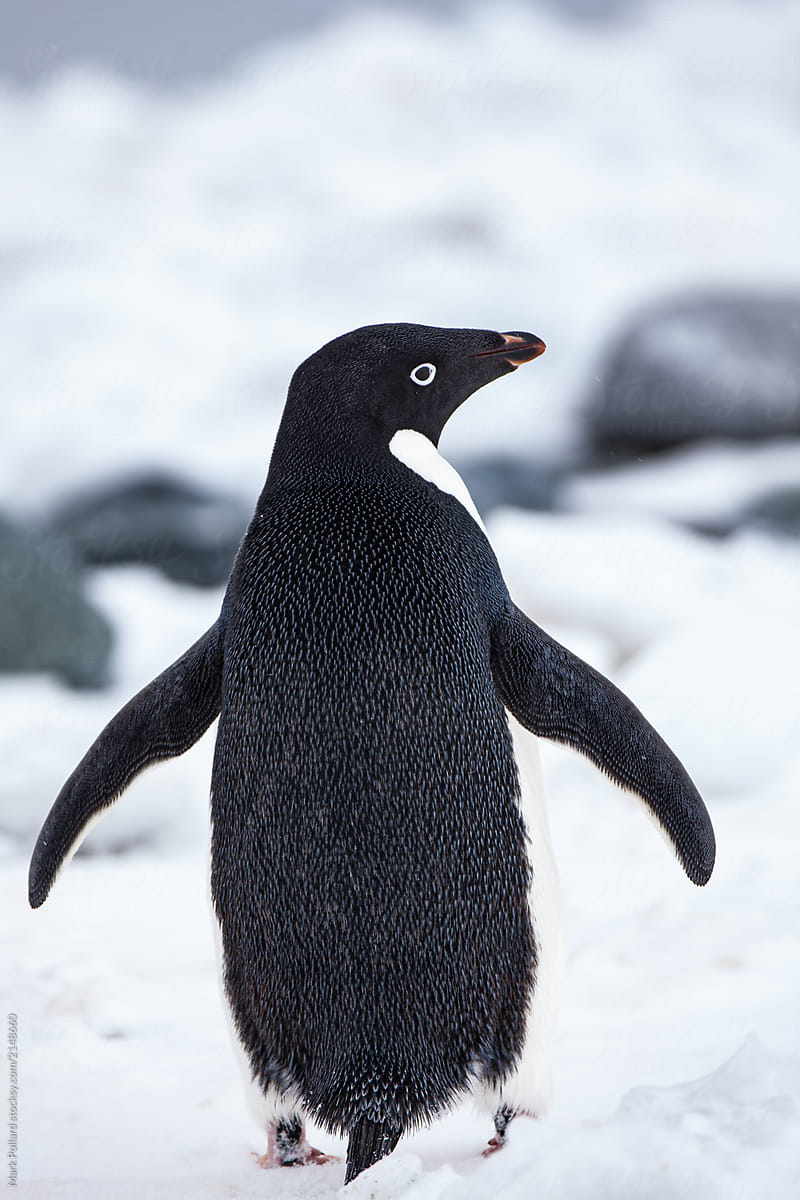 Rear View of a Lone Penguin Walking