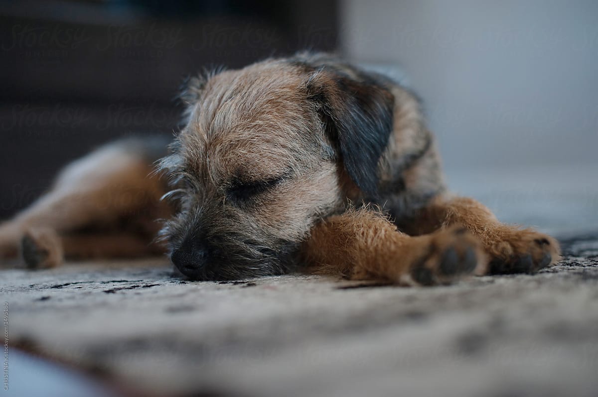 Sleeping Border Terrier puppy