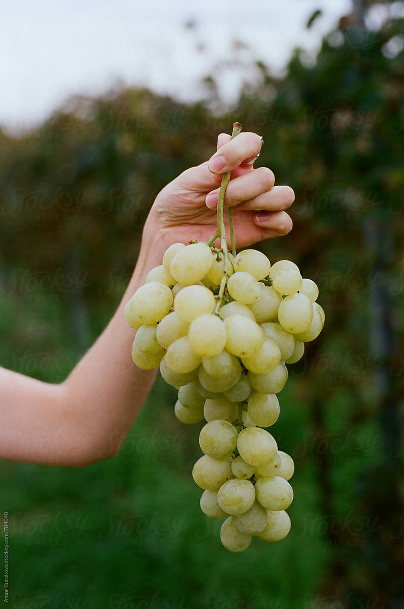 Woman holding bunch of grapes