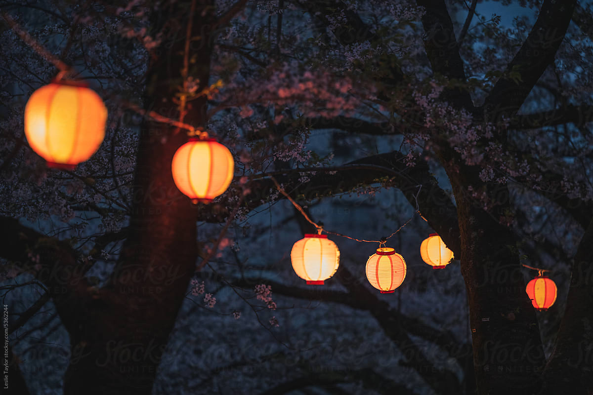 Lanterns And Cherry Blossoms In Itabashi Tokyo