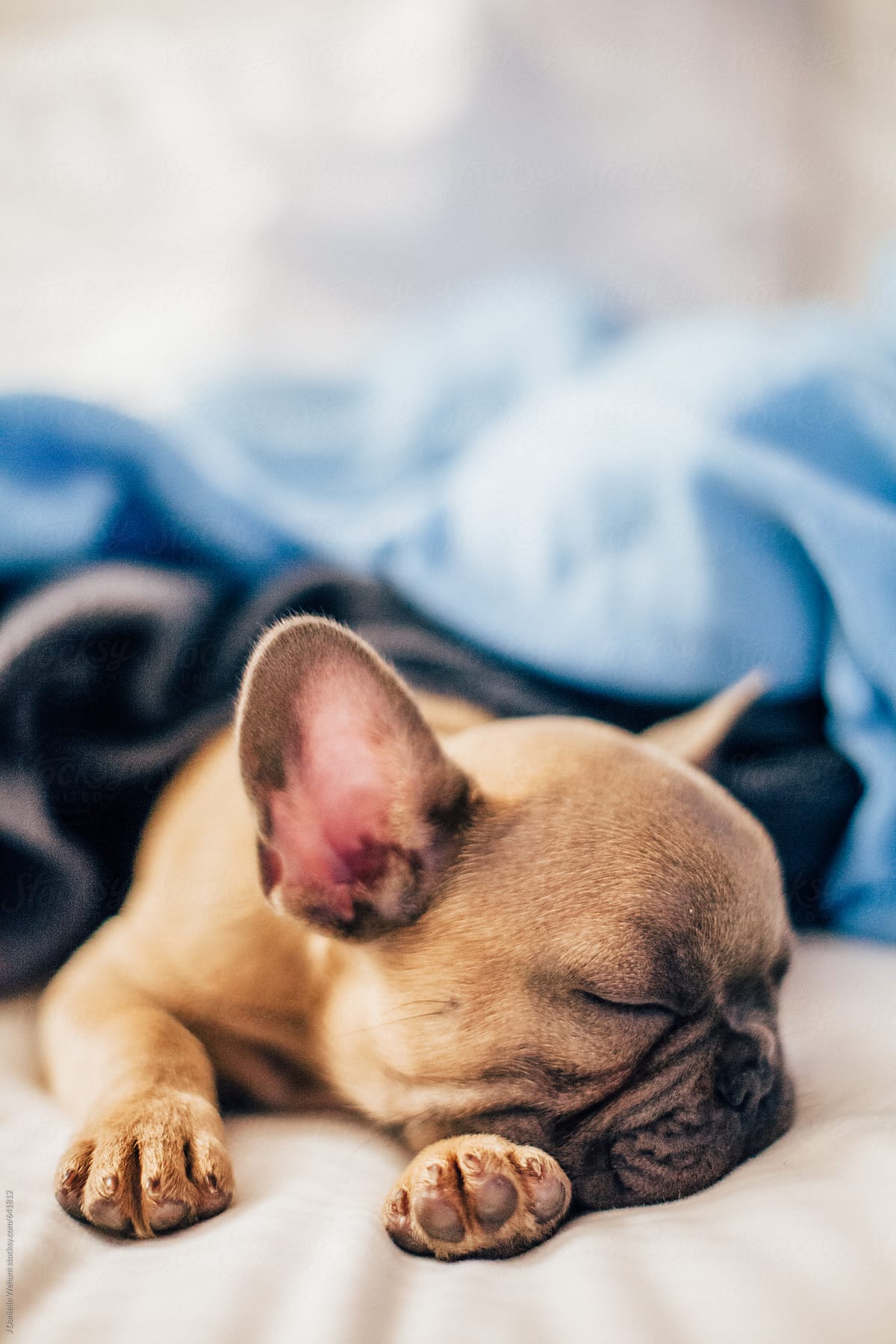 A french bulldog puppy sleeping with blankets in bed