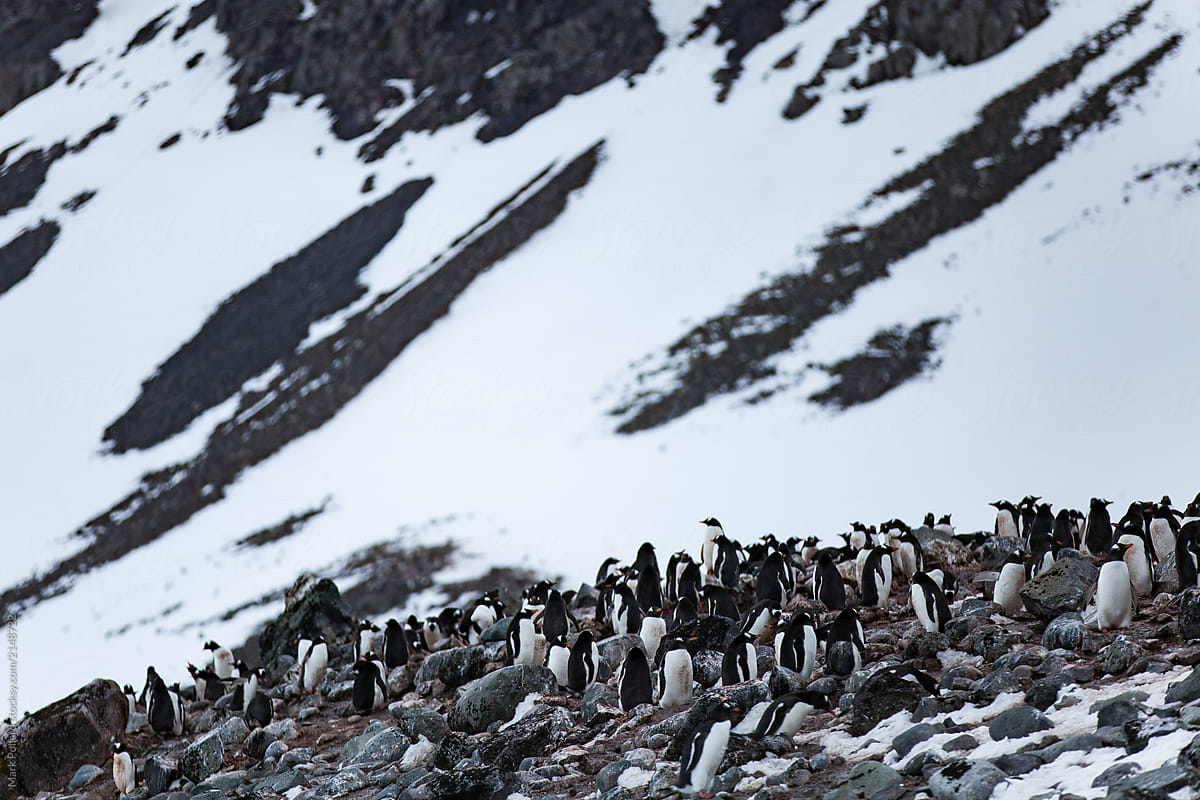 Penguins Congregate in Great Numbers in their Rookery