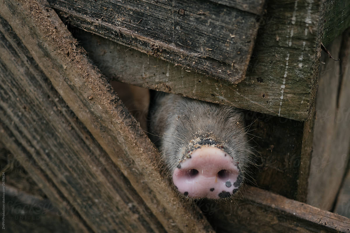 Pig in the enclosure